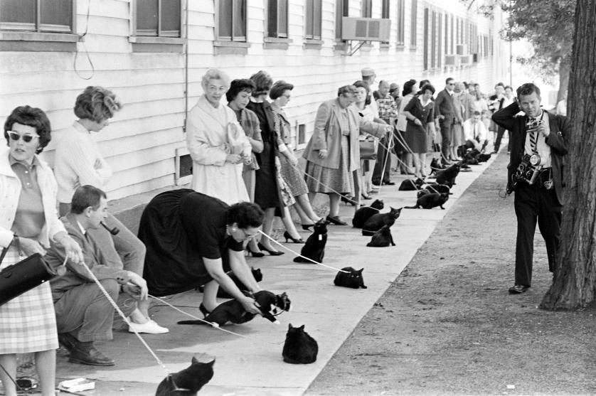 Ralph Crane: Black cats auditioning for a role in The Black Cat